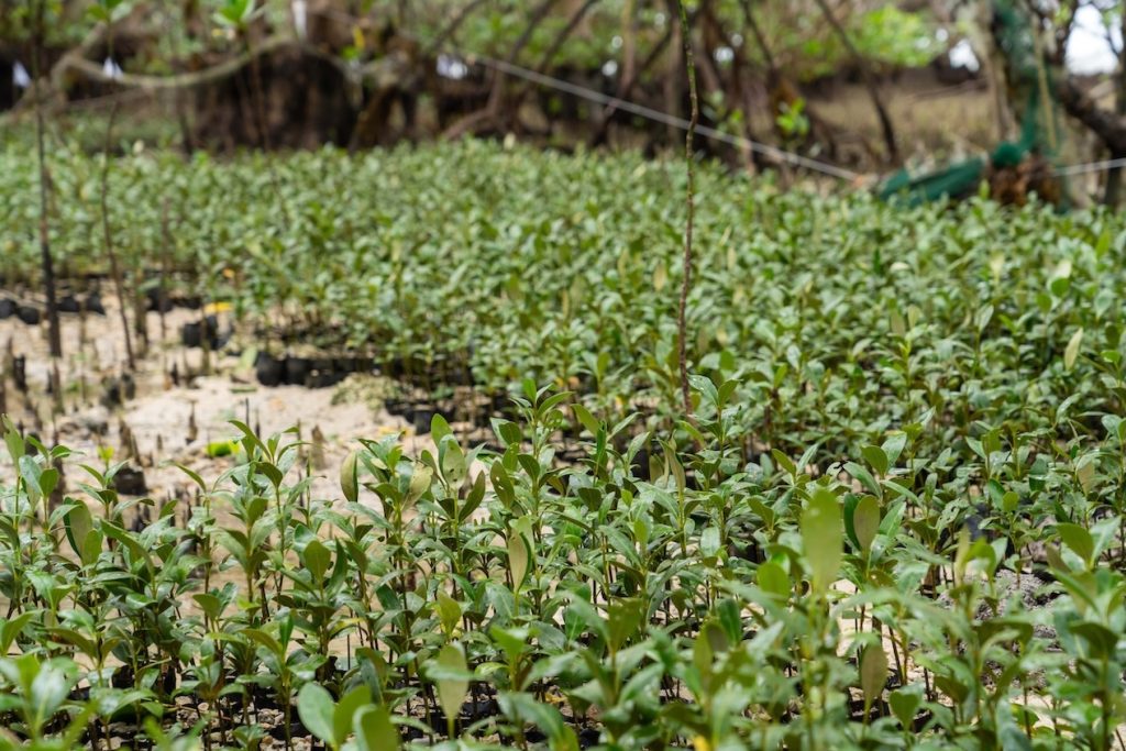 GCash, RAFI Empower Farmers and Fisherfolk in Cebu with Tree-Planting Initiatives 90 GCash GForest 083 min