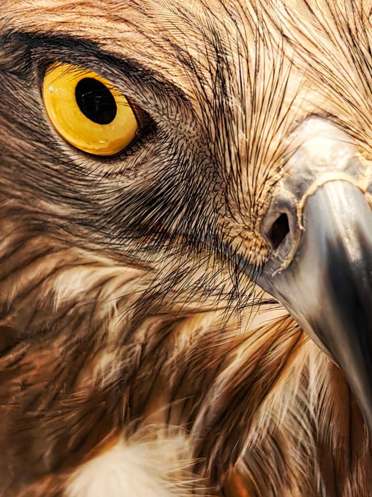 HUAWEI XMAGE Awards 2025 Now Accepting Entries 89 Eagles Eye – Ferdinand Bendana shot using the HUAWEI Mate 50 Pro 1