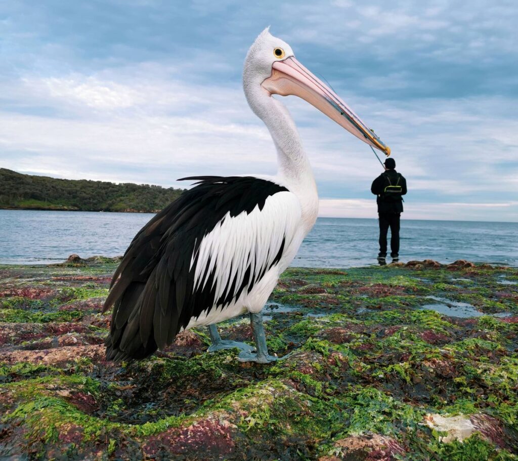 HUAWEI XMAGE Awards 2025 Now Accepting Entries 88 Pick a Beak – Justin Mendoza shot using the HUAWEI P30 Pro 1